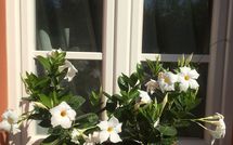 Foto pubblicata dell'ospite di Uva