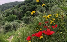 Foto pubblicata dell'ospite di Villa Mastiano