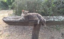 Foto pubblicata dell'ospite di Val di Coreto