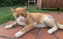 Foto pubblicata dell'ospite di Villa Grazia