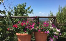 Foto pubblicata dell'ospite di Casetta i Ciliegi