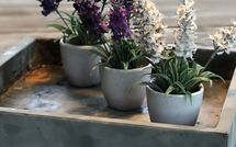 Foto pubblicata dell'ospite di Villa Flora