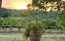 Foto pubblicata dell'ospite di Vittoriana