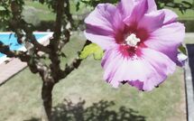 Foto pubblicata dell'ospite di Villa Il Cedro