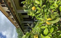 Foto pubblicata dell'ospite di Vinci 980