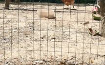 Foto pubblicata dell'ospite di Pagliazzone