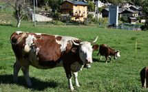 Foto pubblicata dell'ospite di Maison chez Nous