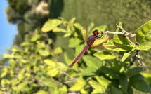 Foto pubblicata dell'ospite di Villa Gemapirò