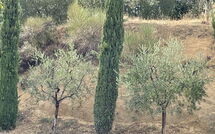 Foto pubblicata dell'ospite di Casa Cervognano