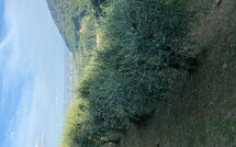 Foto pubblicata dell'ospite di Villa Mastiano