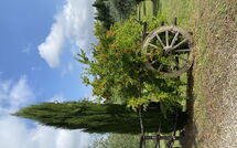 Foto pubblicata dell'ospite di La Rimessa