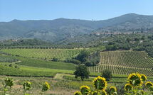 Foto pubblicata dell'ospite di Il Leccio