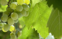 Foto pubblicata dell'ospite di Villa Marina