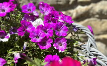 Foto pubblicata dell'ospite di Villa Marina