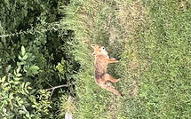 Foto pubblicata dell'ospite di Alpe