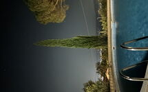 Foto pubblicata dell'ospite di Villino Alba