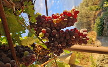 Foto pubblicata dell'ospite di San Eusebio