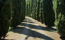 Foto pubblicata dell'ospite di Podere Valcellino