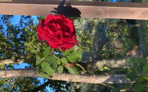 Foto pubblicata dell'ospite di La Casina del Bosco