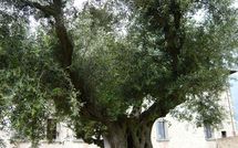 Foto pubblicata dell'ospite di Paradiso