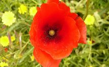 Foto pubblicata dell'ospite di Paradiso