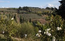 Foto pubblicata dell'ospite di Borghetto
