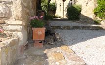 Foto pubblicata dell'ospite di Borgo del Castagno