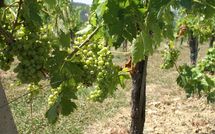 Foto pubblicata dell'ospite di Fattoria di Quercia al Poggio