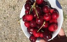 Foto pubblicata dell'ospite di Villa Eden