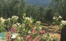 Foto pubblicata dell'ospite di Al Seminario