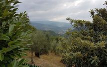 Foto pubblicata dell'ospite di Il Castagneto
