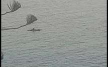 Foto pubblicata dell'ospite di Il Sorriso