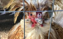 Foto pubblicata dell'ospite di Rocca di Cetona