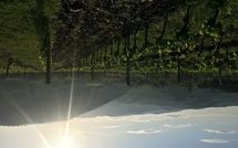 Foto pubblicata dell'ospite di Casalta di Pesa