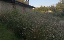 Foto pubblicata dell'ospite di La Casetta nel Bosco