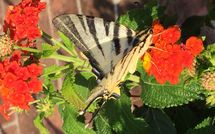 Foto pubblicata dell'ospite di Casa Fiora