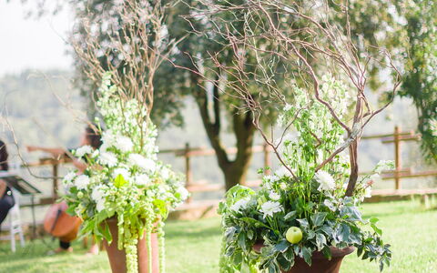 Fattoria Di Quercia Al Poggio: Bianca, Fotografia, Verde, Albero, Fiore, Pianta, Erba, Primavera, Botanica, Backyard