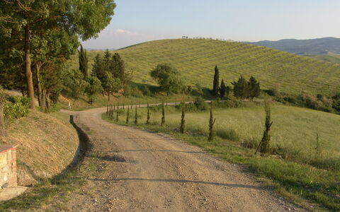 Agriturismo Il Gattero: Strada, Paesaggio Naturale, Albero, Area Rurale, Strada Transitabile, Trail, Corsia, Collina, Infrastruttura
