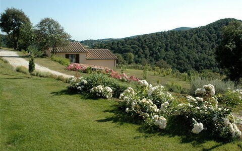 Villa Di Seripa: Lotto, Proprietà, Giardino, Pianta, Erba, Comunita 'Impianto, Arbusto, Albero, Area Rurale, Prato