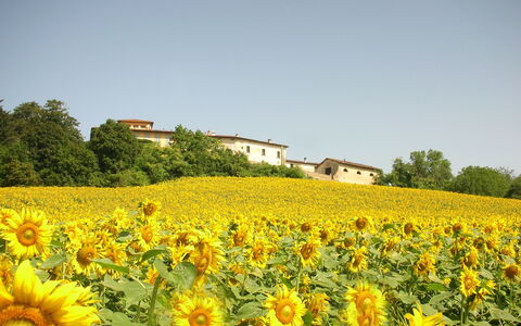 Villa Del Conte: Fiore, Girasole, Pianta Fiorita, Campo, Giallo, Pianta, Cielo, Paesaggio Naturale, Girasole, Piantagione