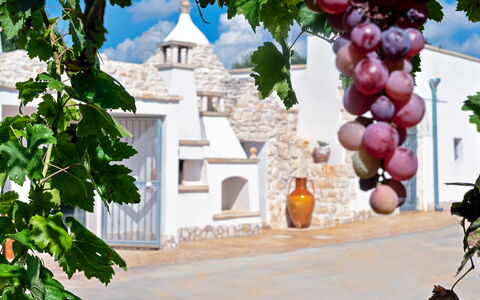Trulli Itaka: Proprietà, Arco, Architettura, Pianta, Immobiliare, Vitis, Casa, Albero