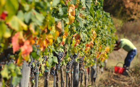 Villa Leopoldina: Pianta, Cibo, Frutta, Agricoltura, Natural Foods, Albero