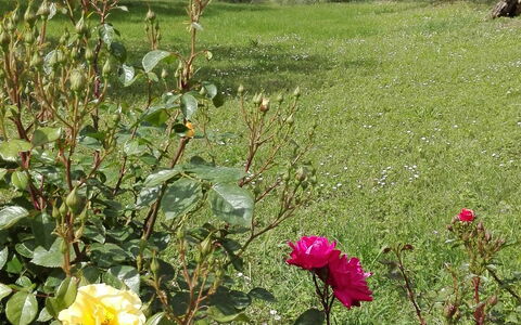 Agriturismo La Pieve: Fiore, Pianta Fiorita, Pianta, Rose Di Famiglia, Rosa, Arbusto, Giardino, Botanica, Rose Da Giardino