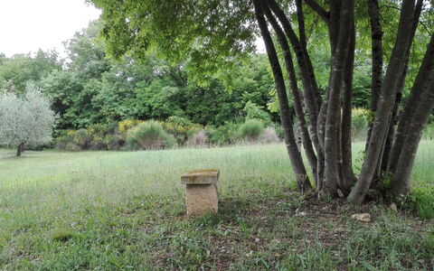 Agriturismo La Pieve: Natura, Albero, Paesaggio Naturale, Riserva Naturale, Erba, Verde, Ambiente Naturale, Woodland, Biome, Lotto