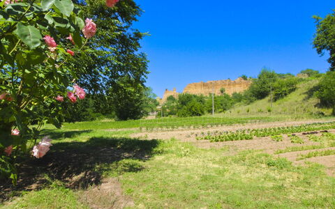 Villa le Balze: Verde, Vegetazione, Arbusto, Estate, Comunita 'Impianto, Piantagione, Campo, Giardino, Pianta Erbacea, Prato