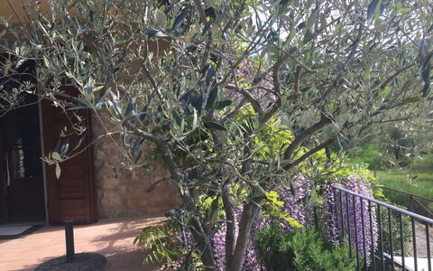 Casa Alla Minuccia Di Villa a Sesta: Albero, Pianta, Woody Impianto, Primavera, Fiore, Ramo, Arbusto, Ramoscello, Casa