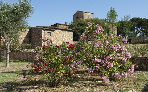 Borgo Casa Di Lappi: Fiore, Pianta, Albero, Primavera, Arbusto, Area Rurale, Pianta Fiorita, Architettura, Casa, Comunita 'Impianto