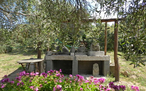 Scalitti: Albero, Giardino, Pianta, Botanica, Primavera, Fiore, Paesaggio, Arbusto, Casa, Comunita 'Impianto