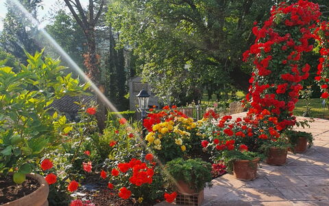 Torre del Cielo: Fiore, Pianta, Comunita 'Impianto, Petalo, Vaso Di Fiori, Albero, Erba, Arbusto, Groundcover, Pianta Fiorita