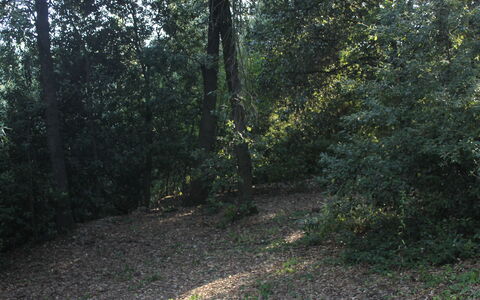 Gli Appartamenti Di Manuela: Pianta, Paesaggio Naturale, Legna, Albero, Manto Stradale, Asfalto, Shade, Ramoscello, Deciduo, Strada Transitabile
